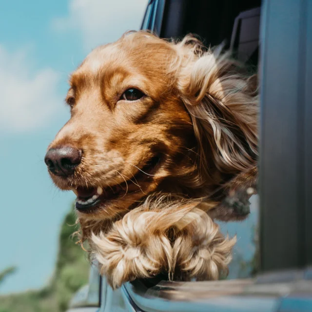 Roadtrip avec son chien en voiture