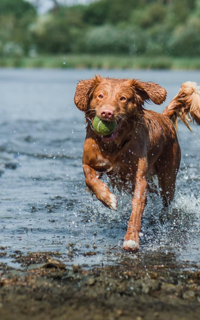 Chien lac -Jamie Street-Unsplash