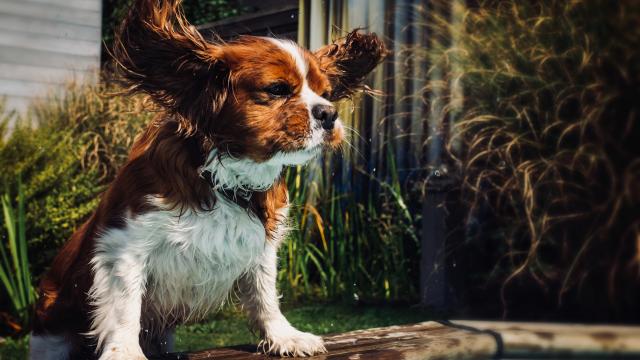 Mon chien près de la piscine en maison de vacances