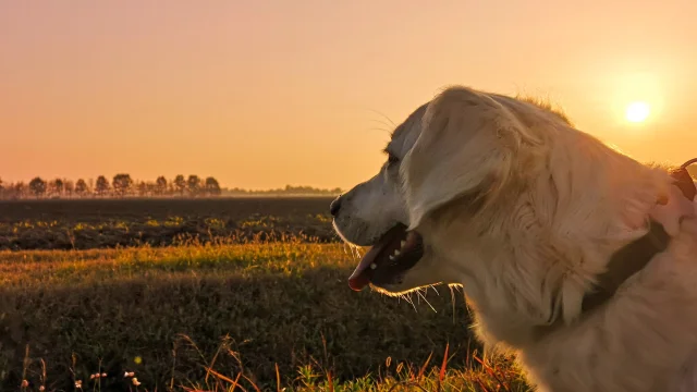 Chien et coucher de soleil