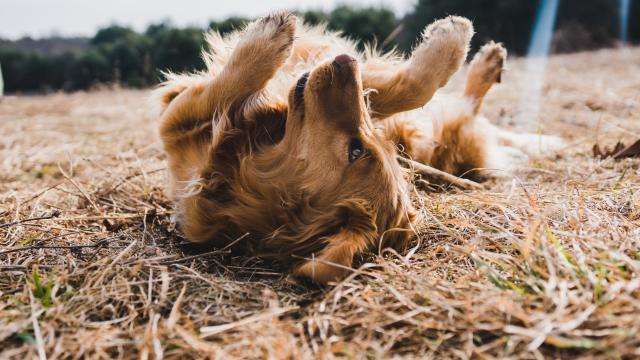 Un chien en vacances