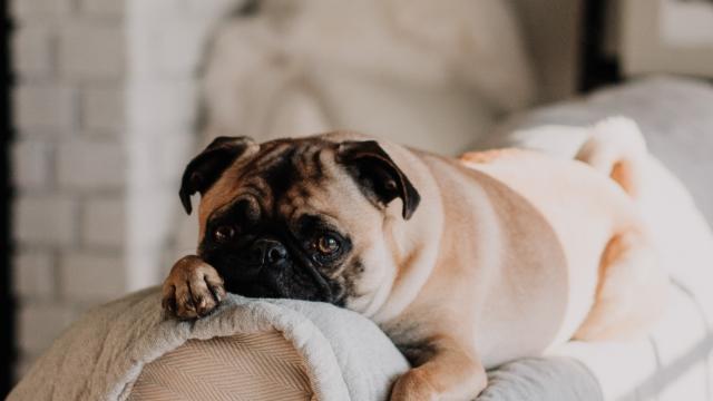 Chien sur un canapé