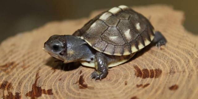 Naissance Tortue Padiparc