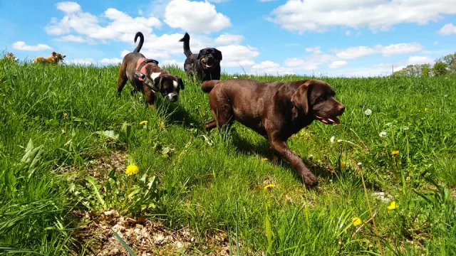 Boule de chien-Hautefage