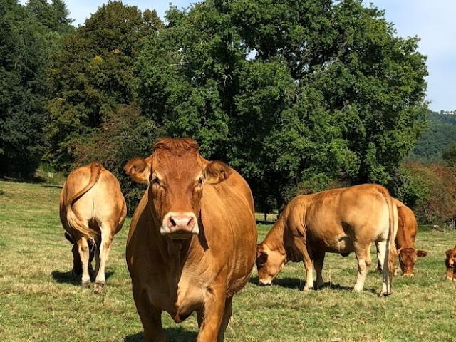 Vaches Limousine