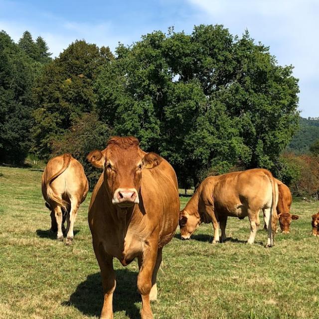 Vaches Limousine