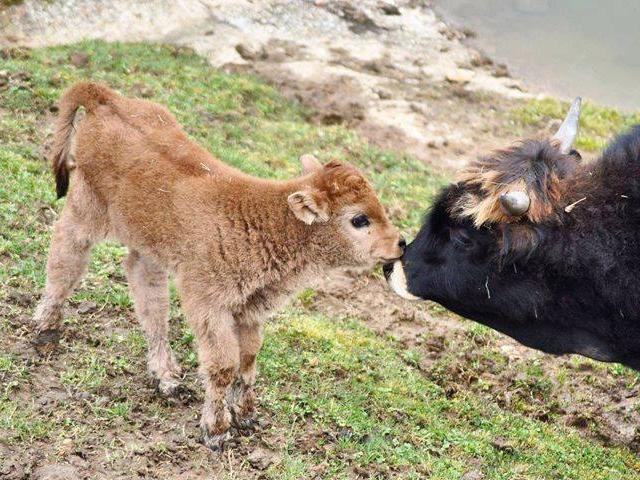 Aurochs