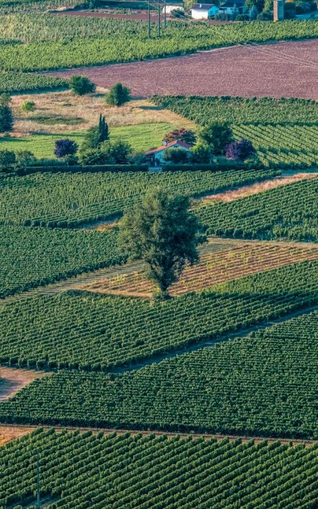 Vignoble De Cahors À Bélaye Lot Tourisme Teddy Verneuil 180816 084446