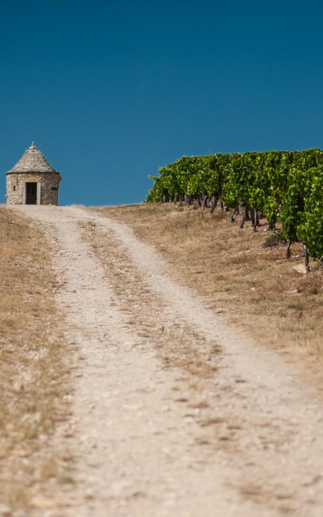 Vigne du Chateau Eugénie à Albas