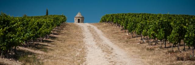 Vigne du Chateau Eugénie à Albas