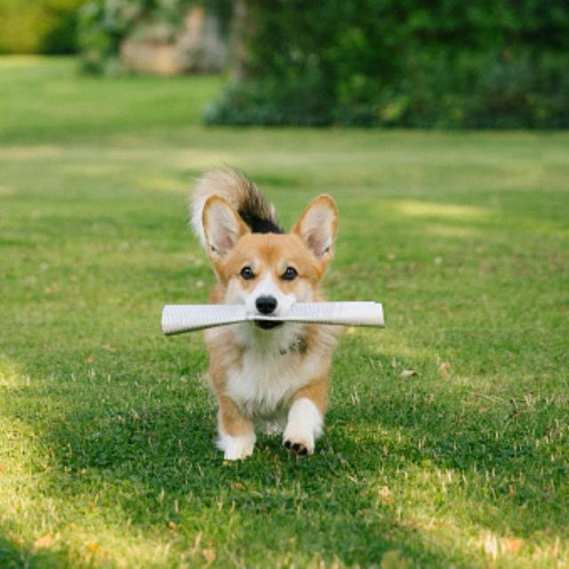 Corgi brings a newspaper