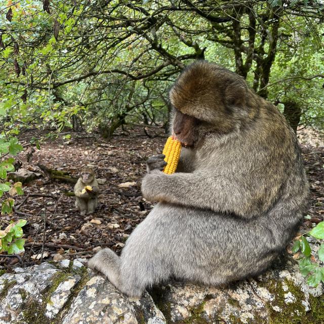 Petit Dejeuner Foret Singe Rocamadour