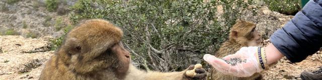 Petit Dejeuner Foret Singes Rocamadour