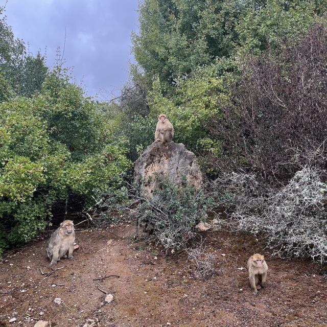 Petit Dejeuner Foret Singes Rocamadour