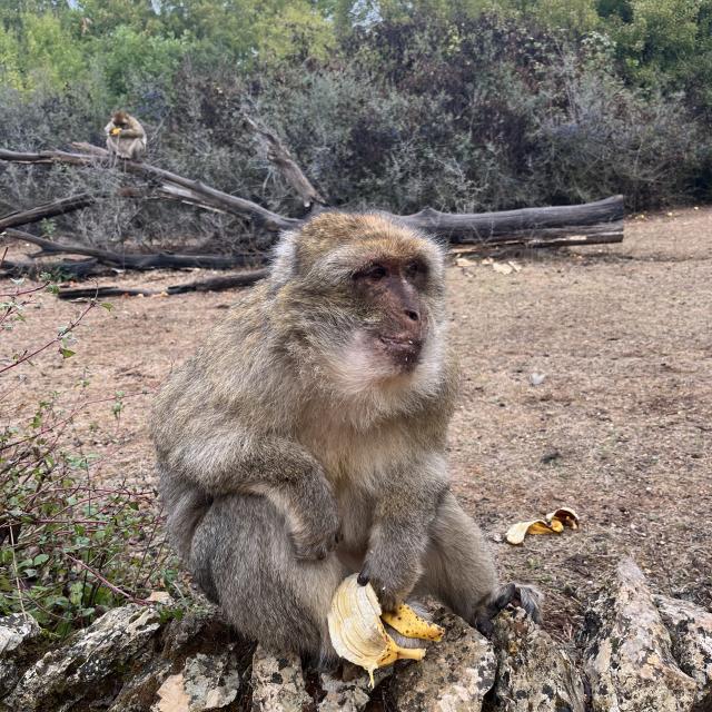 Petit Dejeuner Foret Singes Rocamadour