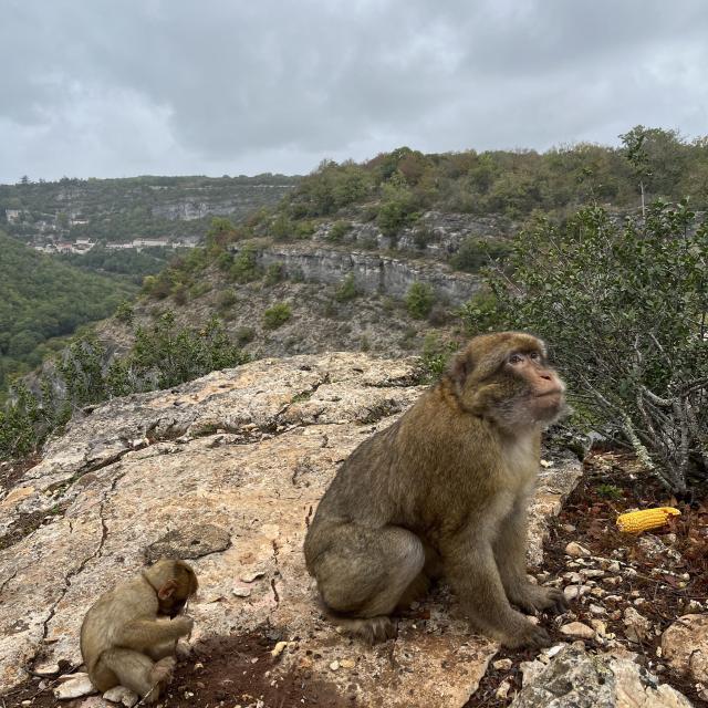 Petit Dejeuner Foret Singes Rocamadour