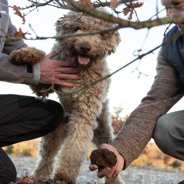 Cavage de la Truffe