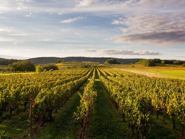 Vignoble de Cahors à Mercuès