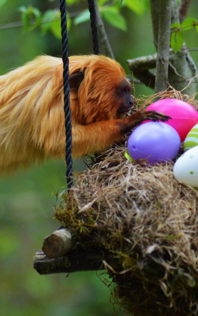 Chasse Aux Oeufs Reserve Zoologique Calviac