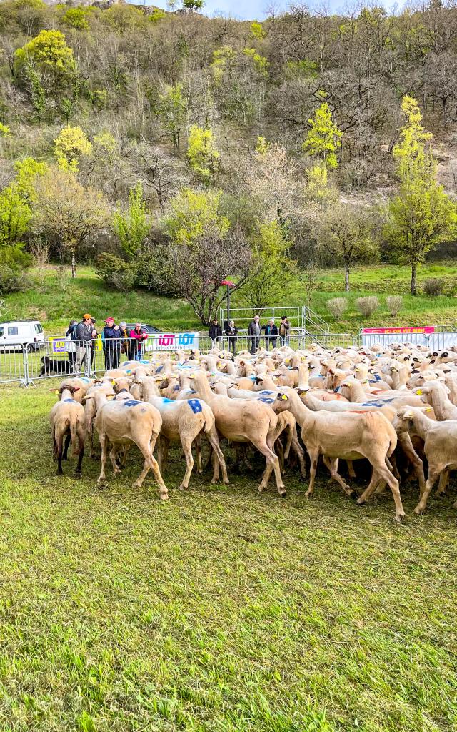 Transhumance