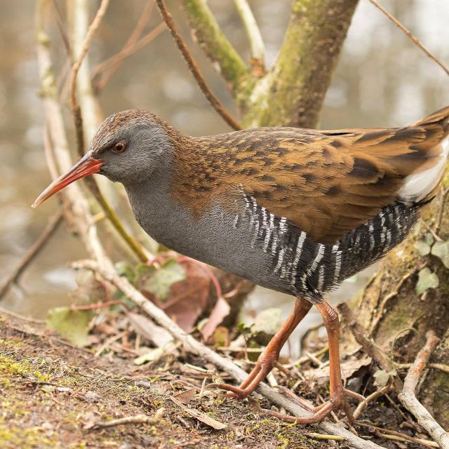 Water Rail G9b9c974b3 1920 (1)