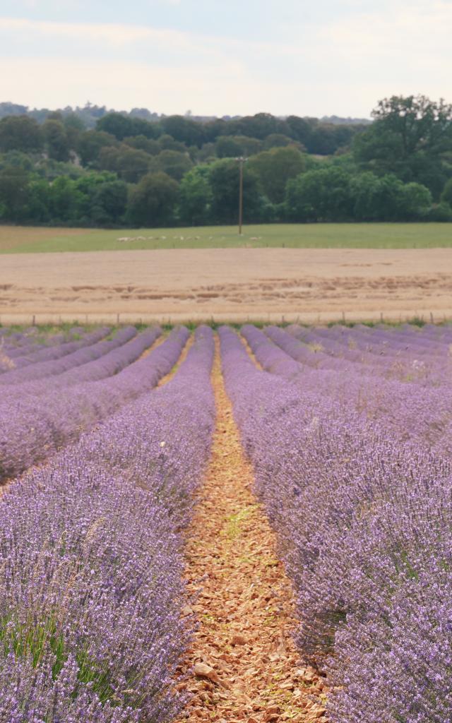 Champs de lavande à la Ferme des Alix