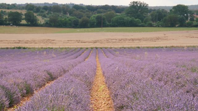 Champs de lavande à la Ferme des Alix