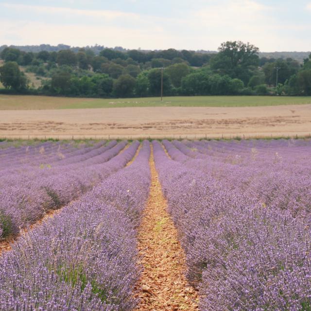 Champs de lavande à la Ferme des Alix