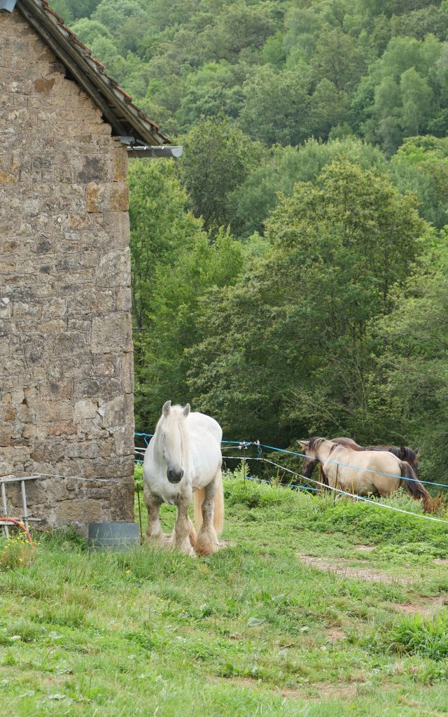 Histoires d'ânes à Tudeils