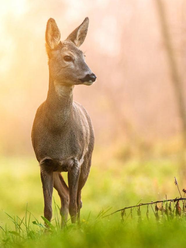 Un chevreuil