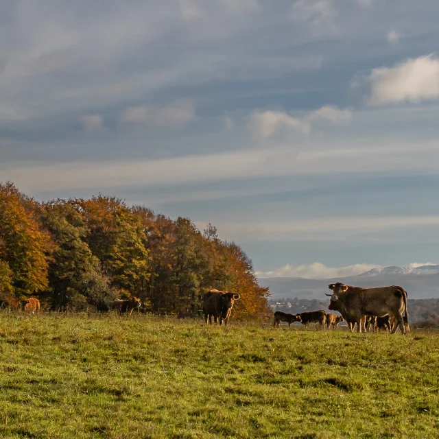 Monts d'Auvergne