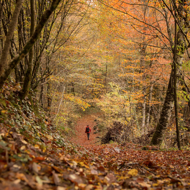 Automne Malikaturin 2043