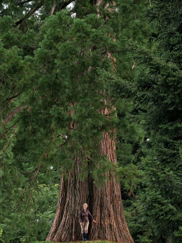 Sequoia Arbredelannee