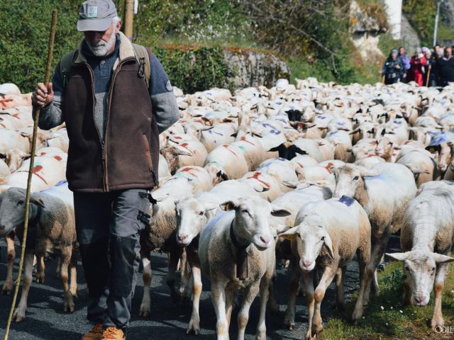 Transhumance Rocamadour - Luzech 2023