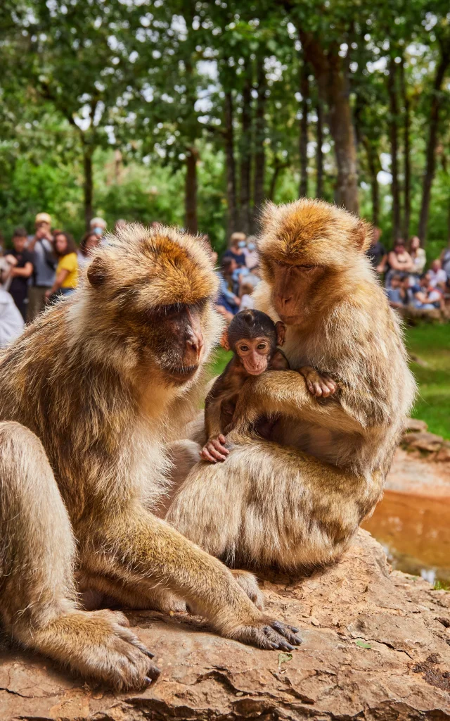 Foret Des Singes