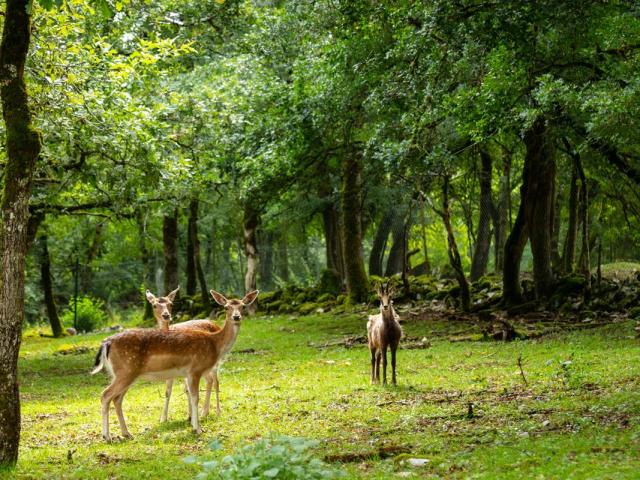 Parc Animalier Gramat Herve Leclair Aspheries