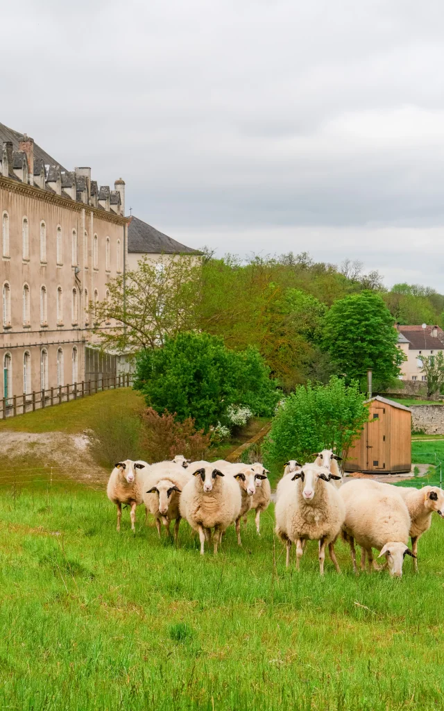 Éco-pâturage au Grand Couvent de Gramat