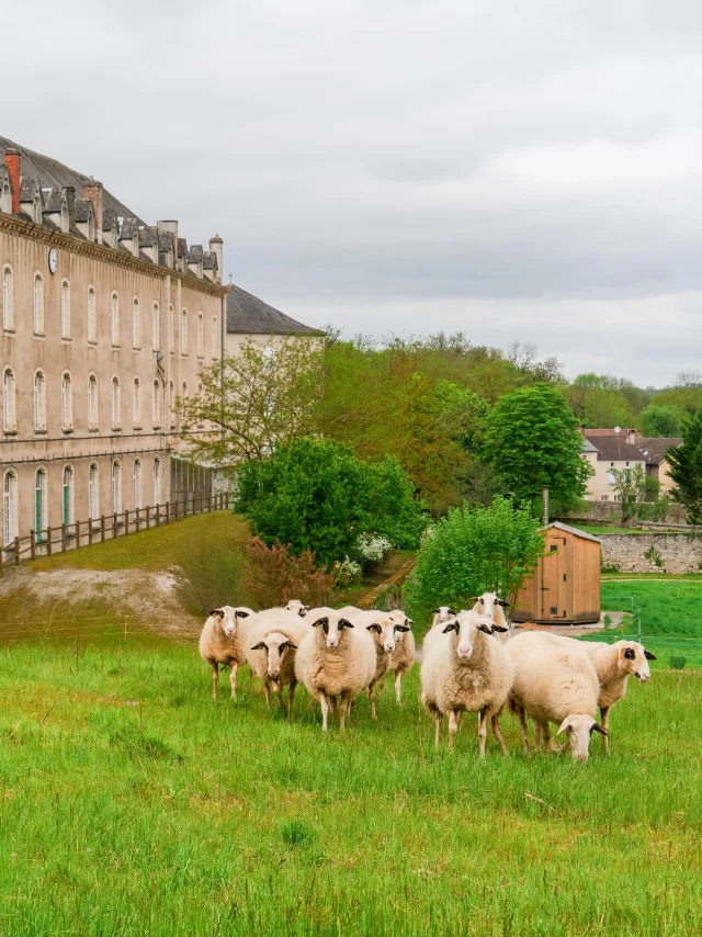 Éco-pâturage au Grand Couvent de Gramat