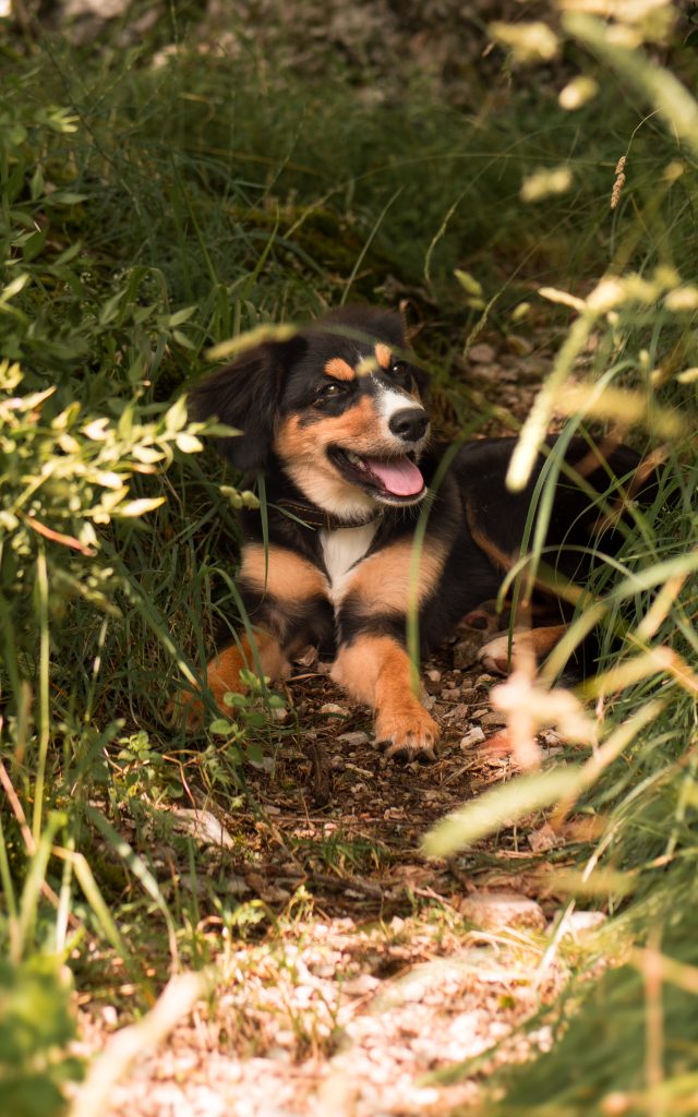 Chien Au Pied Des Falaises Noemie Pedercini