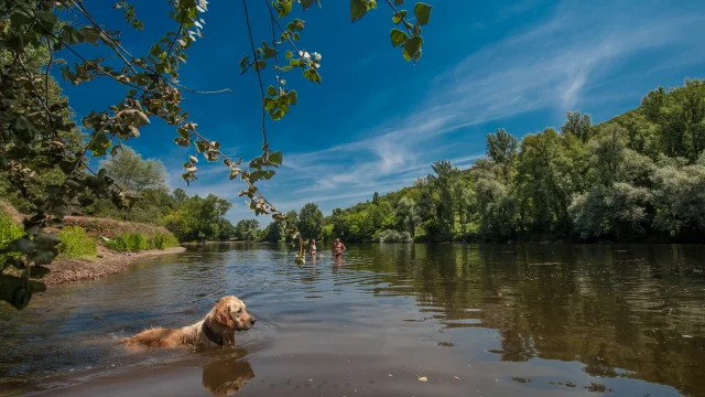 Baignade dans la Dordogne à Vayrac