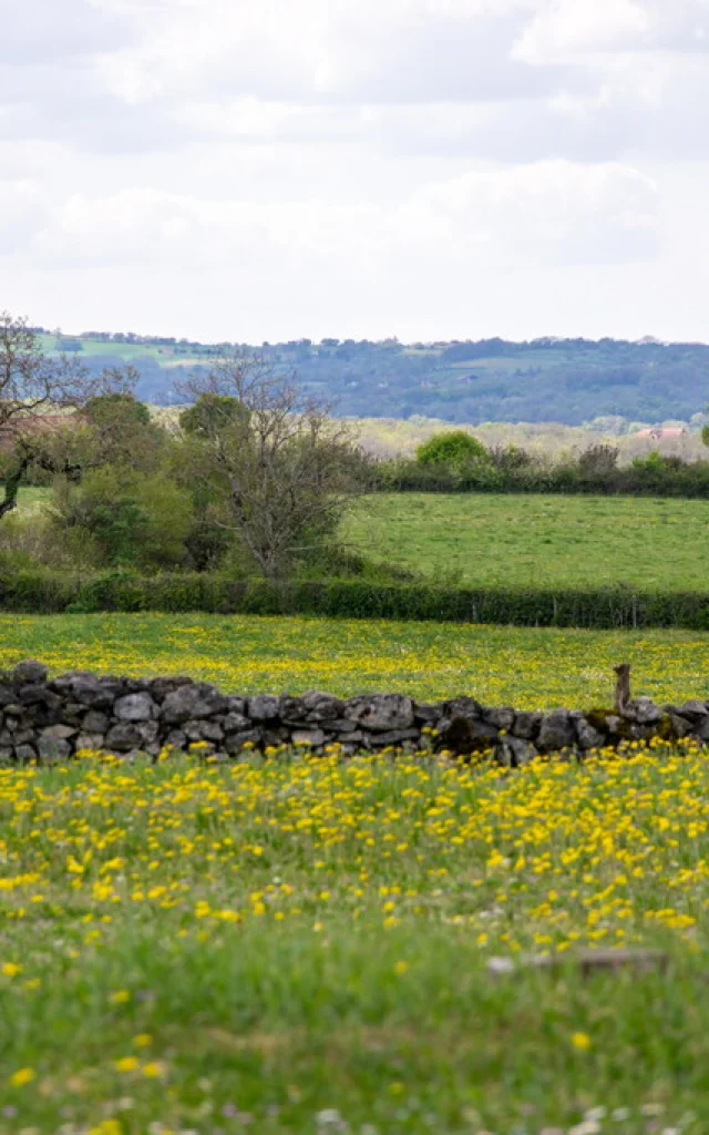 230420143258-Pelouses-fleuries-au-printemps-a-Couzou-Cyril-Novello-Lot-Tourisme_1024x682.jpg