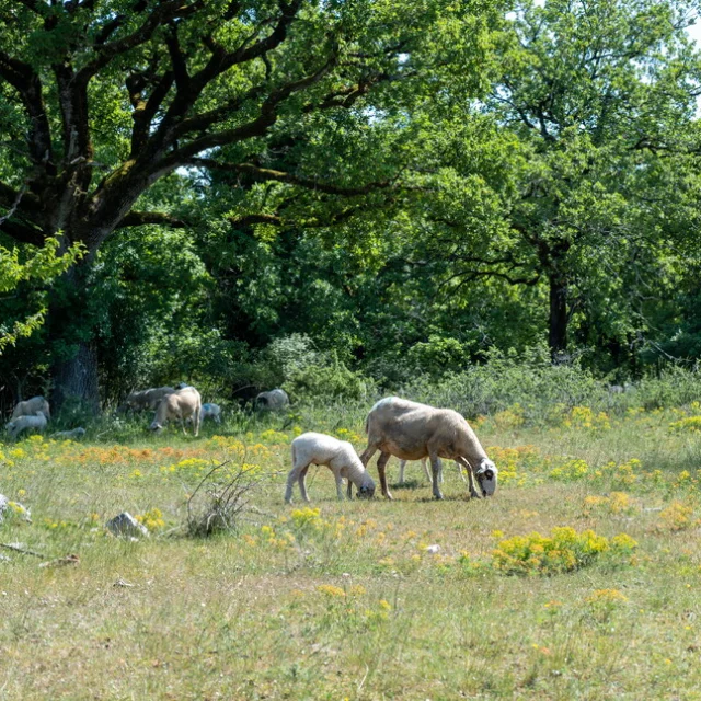 Brebis-sur-le-causse-de-Gramat-Clement-Novello-220511-154826_800x646.jpg