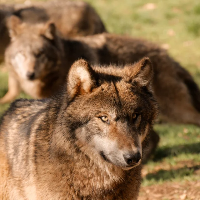 Loups-Parc-Animalier-Gramat-Gretel-England.jpg-1920px.jpg