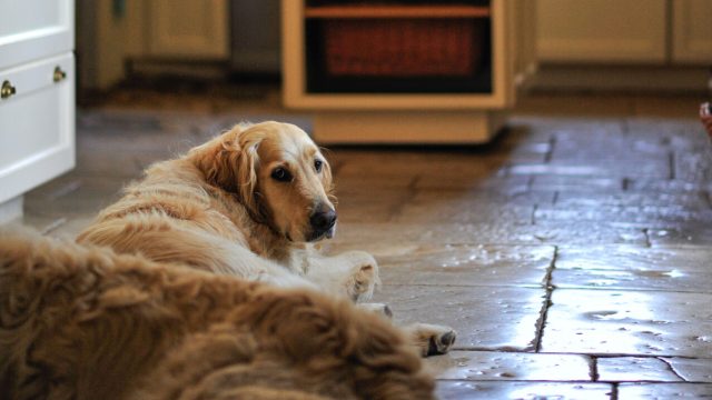 Gîtes et meublés avec son chien en Vallée de la Dordogne