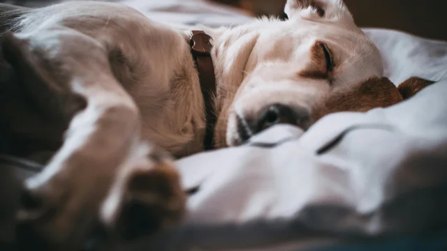 Chambres d'hôtes avec son chien