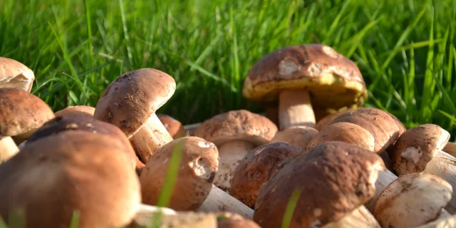 Cepes5.jpeg 1920px