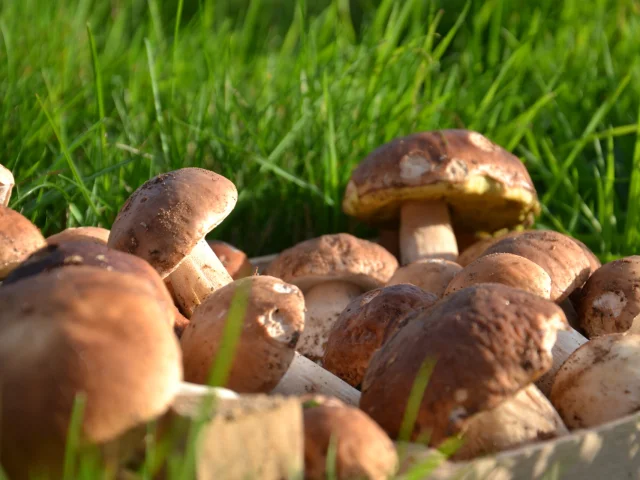 Cepes5.jpeg 1920px