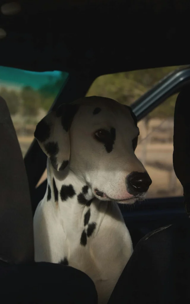 Chien trouvé en Vallée de la Dordogne