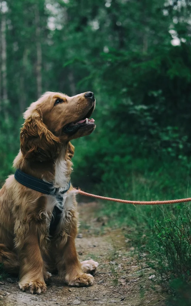 Chien trouvé en Vallée de la Dordogne