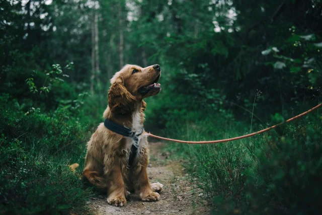 Chien trouvé en Vallée de la Dordogne